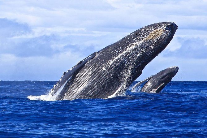 Samana Whale Watching + Cayo Levantado ( Bacardi Island) with Lunch by Locals - Cayo Levantado (Bacardi Island) after the whales