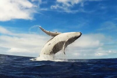 Samana Whale Watching + Cayo Levantado ( Bacardi Island) with Lunch by Locals - Timing and lunch: staying fueled for Cayo Levantado