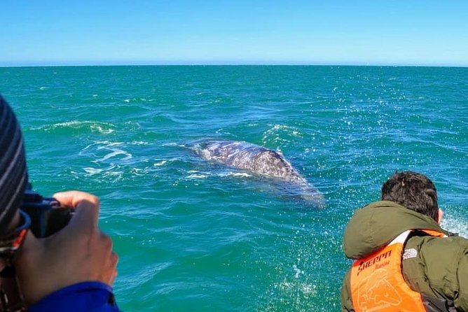 Samana Whale Watching + Cayo Levantado ( Bacardi Island) with Lunch by Locals - Price and value: is $65 worth your time?