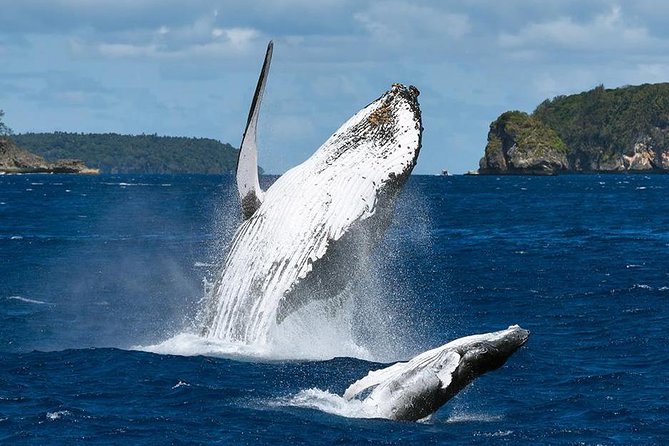 Samana Whale Watching + Cayo Levantado ( Bacardi Island) with Lunch by Locals - Logistics: where you meet, pickup options, and what to expect onboard