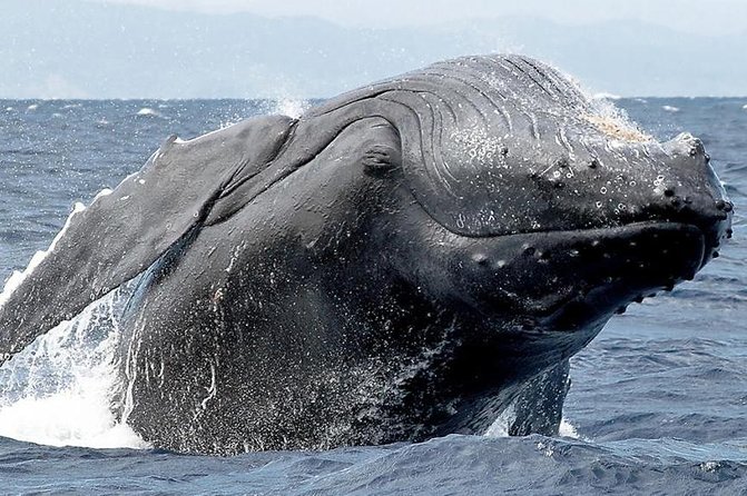 Samana Whale Watching + Cayo Levantado ( Bacardi Island) with Lunch by Locals - Weather, minimum numbers, and the reality of whale sightings