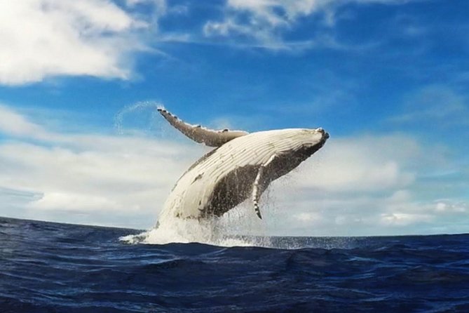 Samana Whale Watching + Cayo Levantado ( Bacardi Island) with Lunch by Locals - Timing and lunch: staying fueled for Cayo Levantado