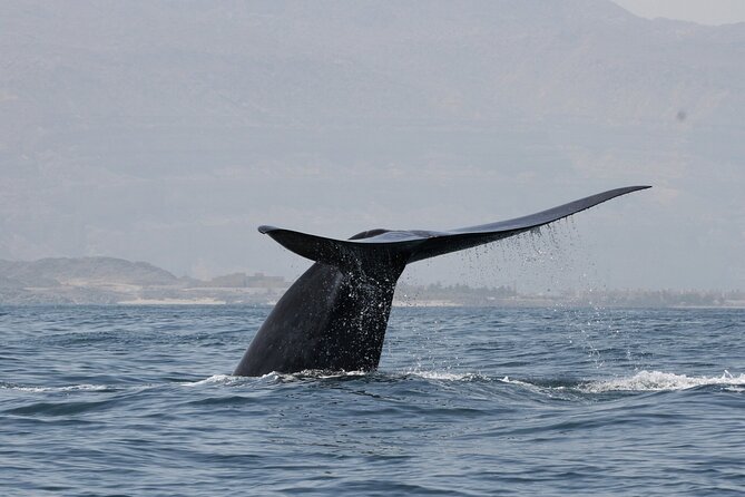 Samaná Whale Watching, waterfall & Cayo Levantado Adventure - Key Points at a Glance