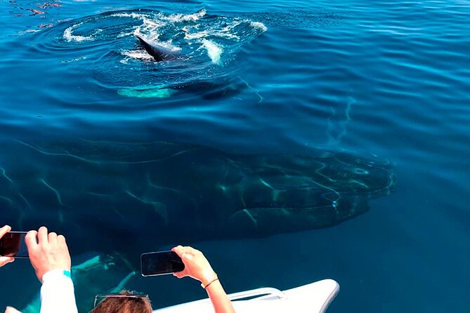 Samaná Whale Watching, waterfall & Cayo Levantado Adventure - Stop 2: Horse Ride to El Salto del Limon Waterfall