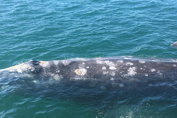 San Diego: 3 Hour Whale Watching Cruise - Legacy Whale Watch: how a 3-hour cruise fits into San Diego time