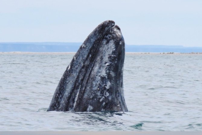 San Diego: 3 Hour Whale Watching Cruise - Seats, sightlines, and how crowding affects the view