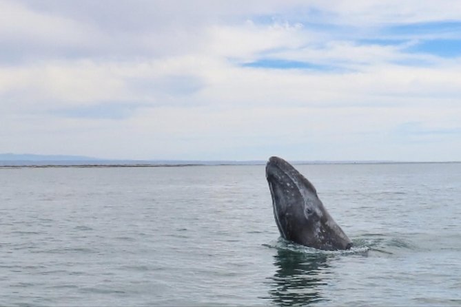San Diego: 3 Hour Whale Watching Cruise - Weather, cancellations, and how to plan your odds