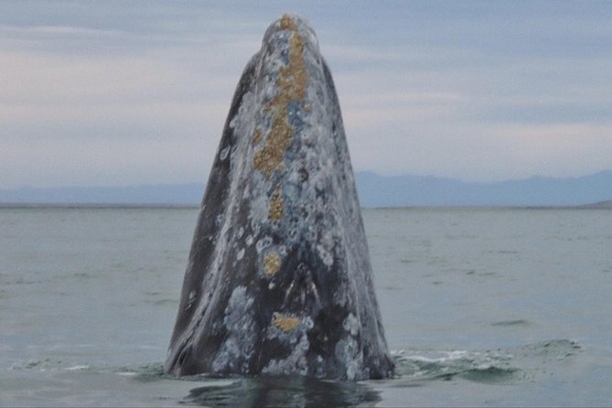 San Diego: 3 Hour Whale Watching Cruise - Who this San Diego whale watch is best for