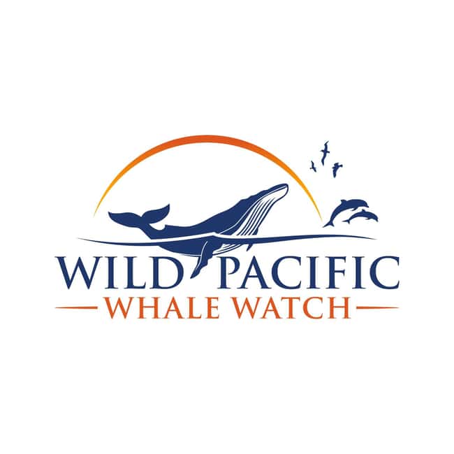 San Diego: Luxury Year-round Whale Watching & Dolphin Tour - The Peregrine 82-foot speedboat: comfort, stabilizers, and real deck time