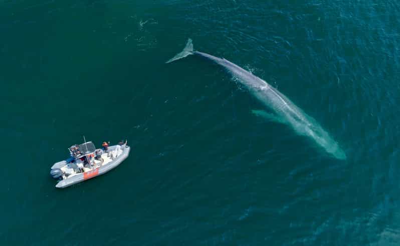San Diego: Whale and Dolphin Watching Speedboat Tour - Who should book this tour (and who should skip it)