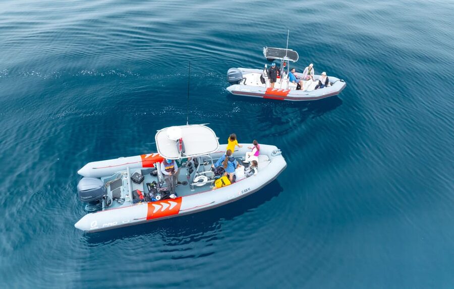 San Diego: Whale and Dolphin Watching Speedboat Tour - Seaforth Marina check-in and the “small tour” feel