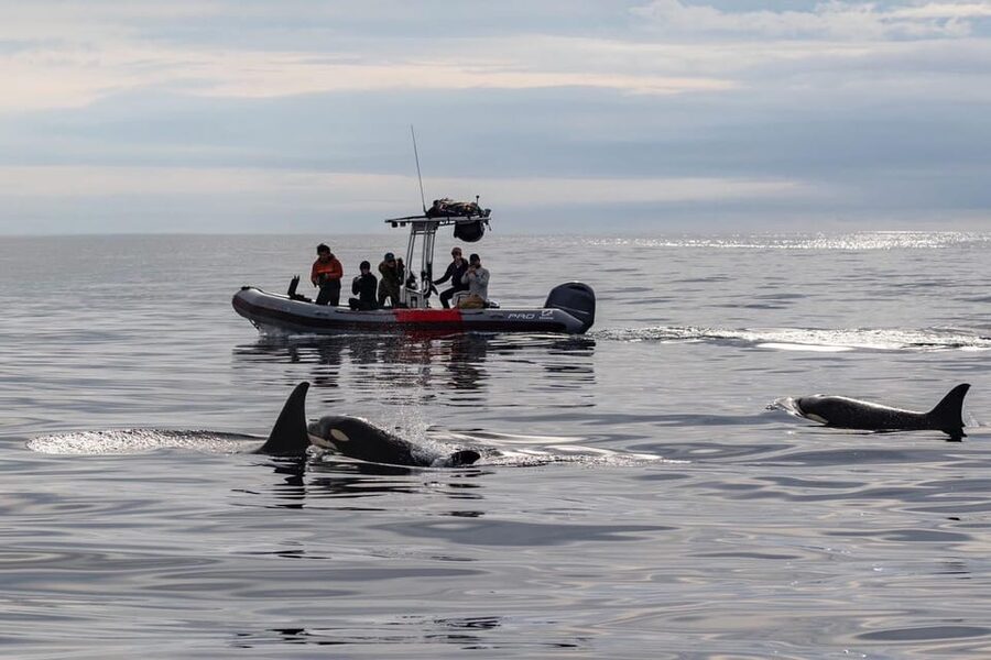 San Diego: Whale and Dolphin Watching Speedboat Tour - Whale-watching by season: when your odds shift