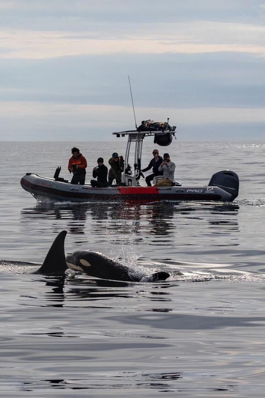 San Diego: Whale and Dolphin Watching Speedboat Tour - Dolphins year-round, plus the orca “lottery”