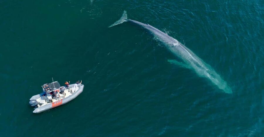 San Diego: Whale and Dolphin Watching Speedboat Tour - What the marine experts actually do (and why it matters)