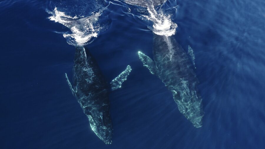 San Diego: Whale and Dolphin Watching Speedboat Tour - Meet the crew: names you might hear on the day