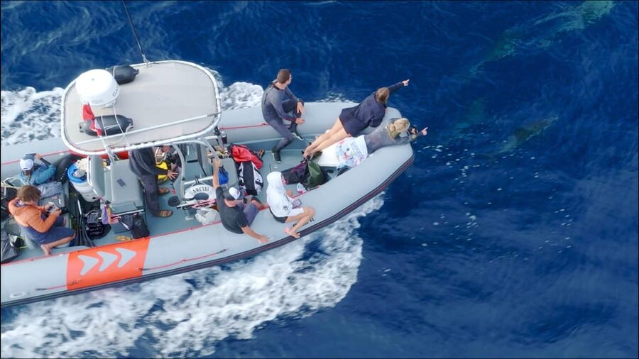 San Diego: Whale and Dolphin Watching Speedboat Tour - Comfort and safety: how to avoid a miserable “close encounter”