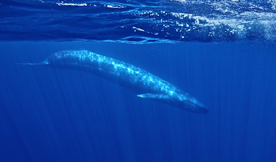 San Diego: Whale and Dolphin Watching Speedboat Tour - Price and value: is $188 really fair?