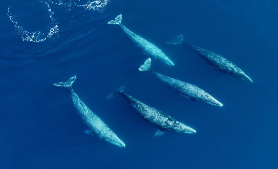 San Diego: Whale and Dolphin Watching Speedboat Tour - The 3-hour speedboat ride: how the route works in practice