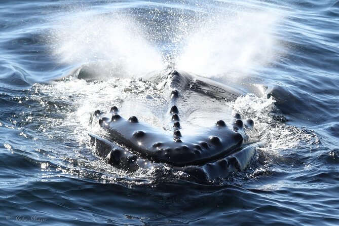 San Diego Whale/Dolphin Watching Cruise Aboard Luxury Vessel - Luxury comfort aboard the Peregrine: what the 3.5-hour cruise feels like