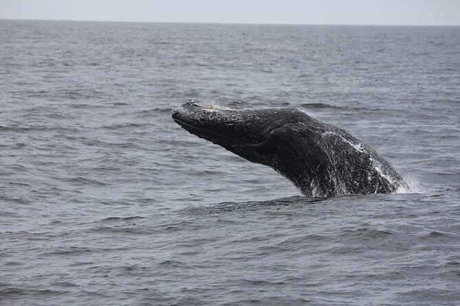 San Diego Whale/Dolphin Watching Cruise Aboard Luxury Vessel - Onboard naturalists and captains: the storytelling that makes sightings click