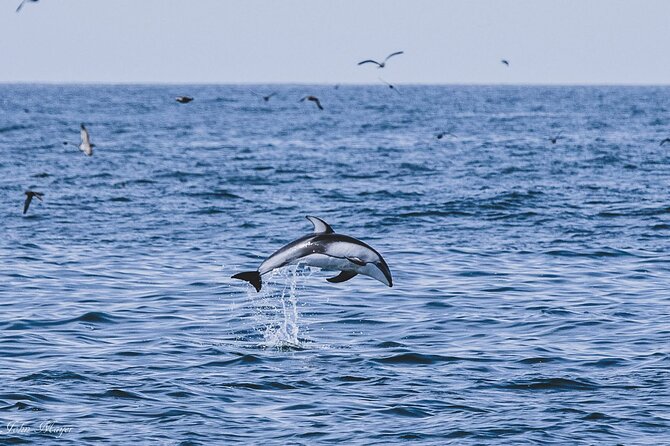 San Diego Whale/Dolphin Watching Cruise Aboard Luxury Vessel - Price and value: is $76 worth it for a San Diego whale watch?