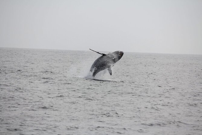 San Diego Whale/Dolphin Watching Cruise Aboard Luxury Vessel - Group size and what it means for your comfort