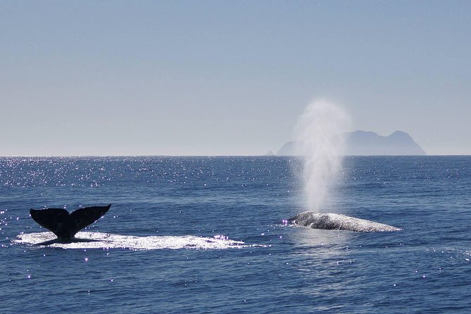 San Diego Whale Watching Cruise - A 3.5-Hour Half-Day That Fits Real San Diego Plans
