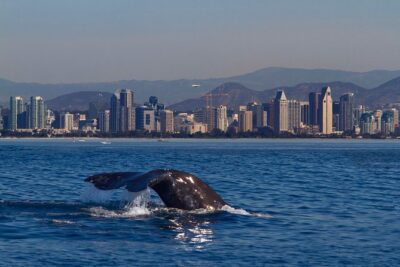 San Diego Whale Watching Cruise - Getting Oriented at 990 N Harbor Dr: Where the Cruise Starts