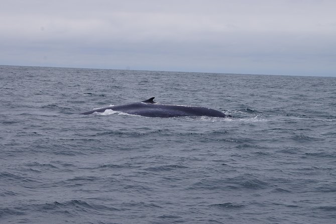 San Diego Whale Watching Cruise - How the Guide Turns Scan-Searching Into Whale Understanding