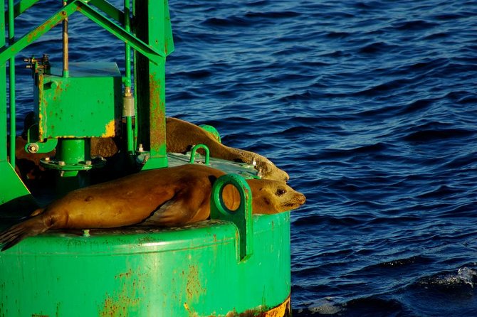 San Diego Whale Watching Cruise - Price, Value, and Who This Cruise Fits Best