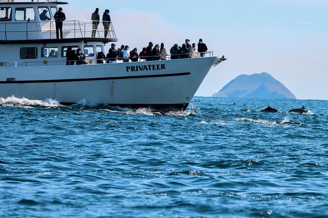San Diego Whale Watching & Dolphin Cruise - Key highlights you’ll feel on the water