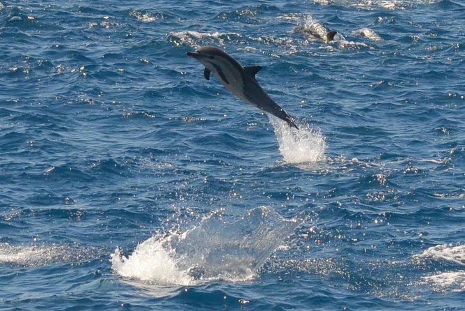 San Diego Whale Watching & Dolphin Cruise - Is $71 worth it for San Diego whale watching?