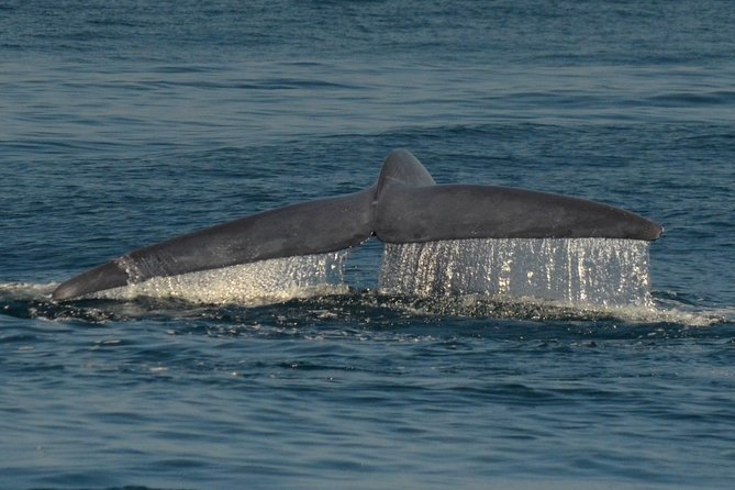 San Diego Whale Watching & Dolphin Cruise - Food, drinks, and add-ons you can choose