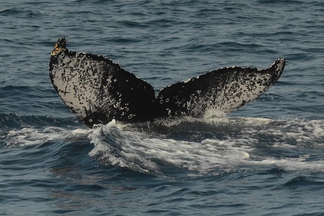 San Diego Whale Watching & Dolphin Cruise - Boarding experience with a cap of 100 people