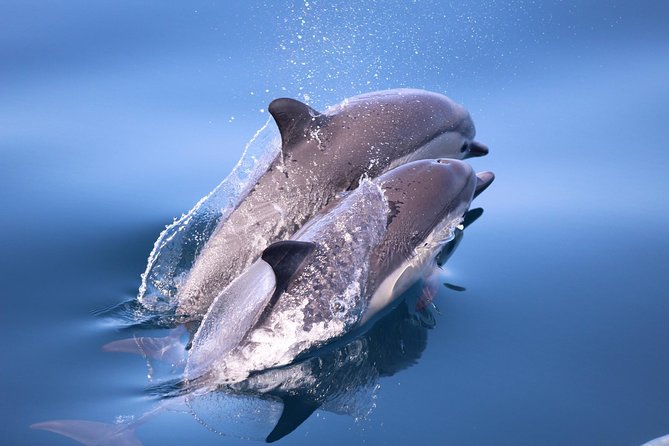 San Diego Whale Watching & Dolphin Cruise - Route highlights: from Mission Beach boardwalk energy to Sunset Cliffs