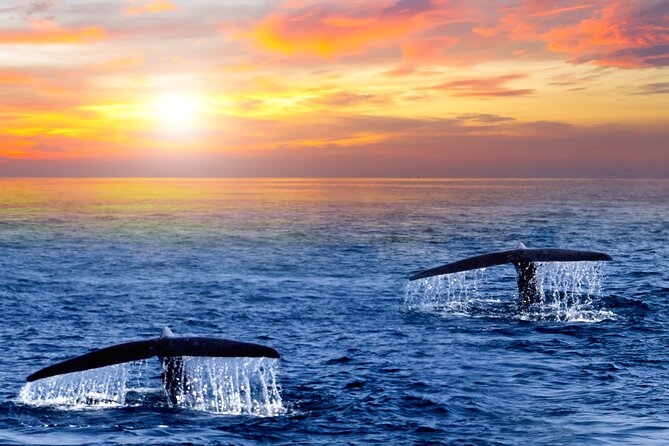 San Jose del Cabo Small-Group Sunrise Whale Watching - Key points to know before you go