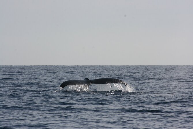 San Jose del Cabo Small-Group Sunrise Whale Watching - The morning teaching team: guides and even an oceanographer on board