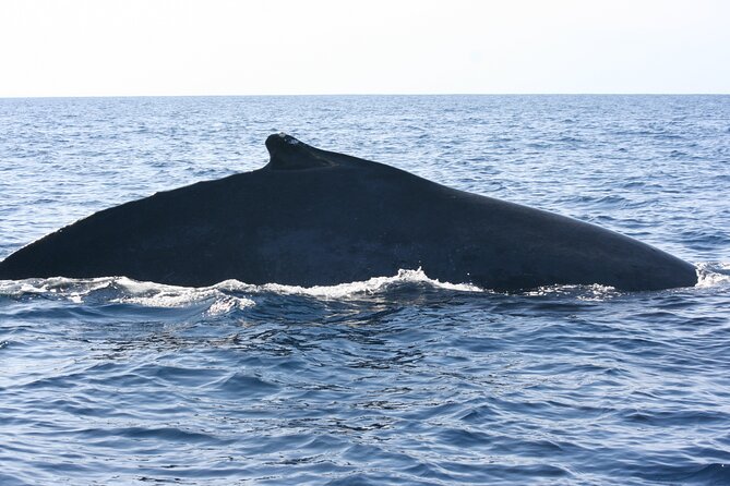 San Jose del Cabo Small-Group Sunrise Whale Watching - Price and value: what you get for $99 per person