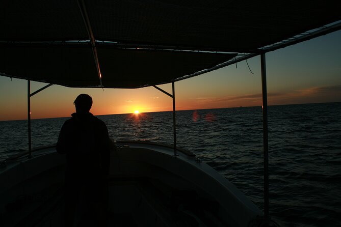 San Jose del Cabo Small-Group Sunrise Whale Watching - What you can realistically expect to see: humpbacks, grays, and morning behavior