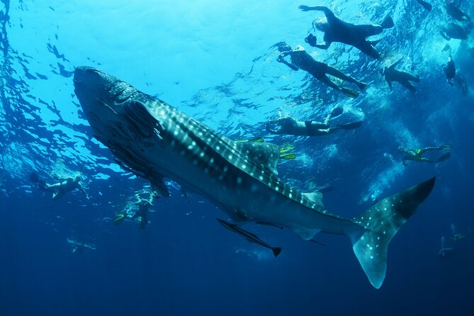 Sea of Cortez Combo: Whale Sharks, Sea Lions & Balandra Beach - Why whale sharks near La Paz feel different in winter