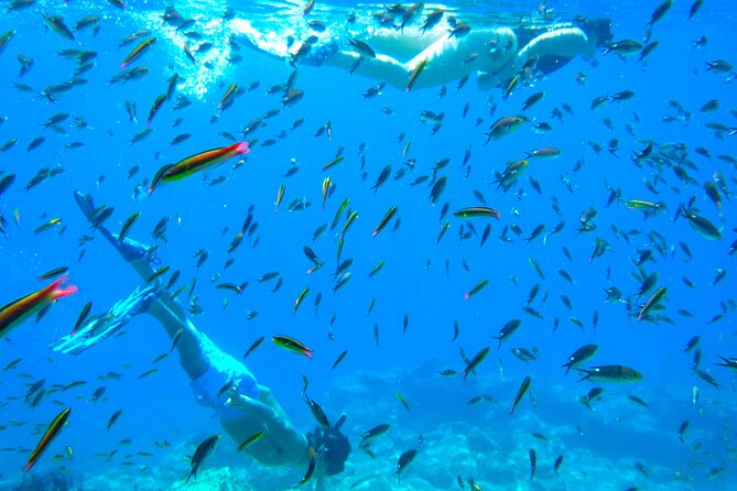 Sea of Cortez Combo: Whale Sharks, Sea Lions & Balandra Beach - San Rafaelito reef and sea lions: the fun reset after whale sharks
