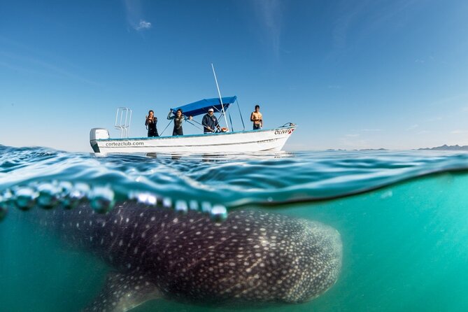Sea of Cortez Combo: Whale Sharks, Sea Lions & Balandra Beach - Balandra Beach time: lunch, paddleboards, and that turquoise payoff