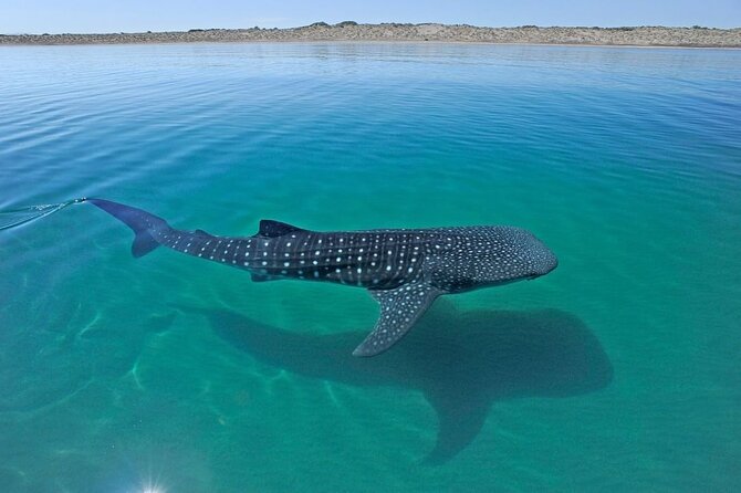 Sea of Cortez Combo: Whale Sharks, Sea Lions & Balandra Beach - Photos and videos: why this is worth caring about