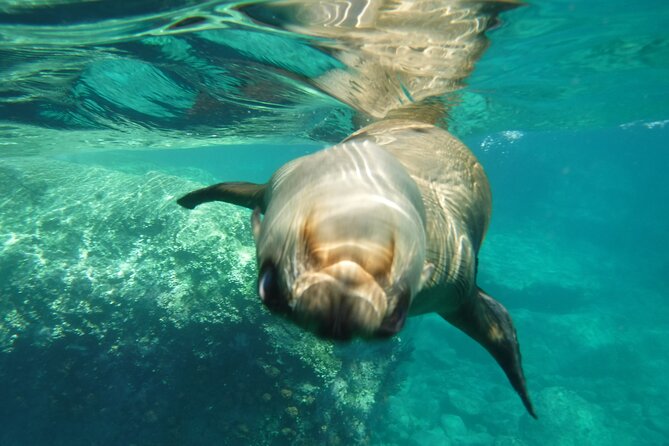 Sea of Cortez Combo: Whale Sharks, Sea Lions & Balandra Beach - Value check: is $289 worth it for this combo?