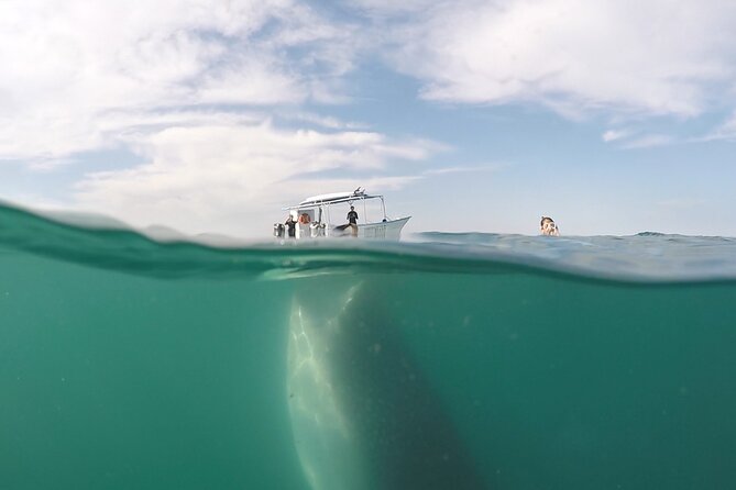 Sea of Cortez Combo: Whale Sharks, Sea Lions & Balandra Beach - Who this tour fits best in La Paz