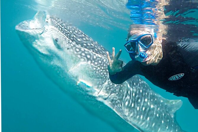 Sea of Cortez Combo: Whale Sharks, Sea Lions & Balandra Beach - Marina Cortez to the open water: how a 6h50 day really works