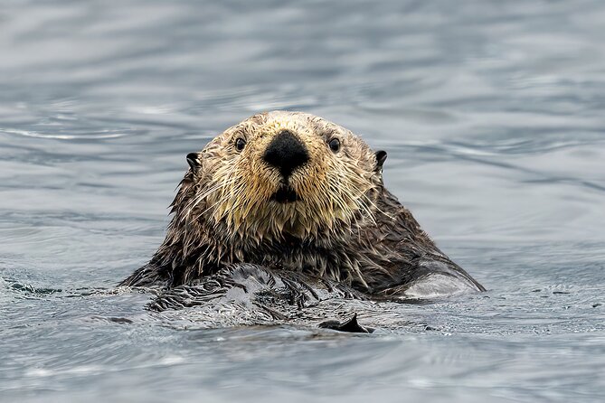 Sea Otter and Whale Watching Tour on Northern Vancouver Island - Key highlights