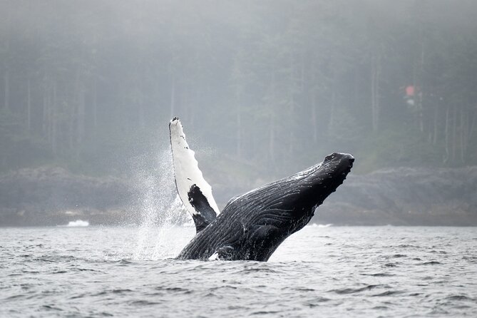 Sea Otter and Whale Watching Tour on Northern Vancouver Island - Getting to the day: Port Hardy to Northern Vancouver Island waters