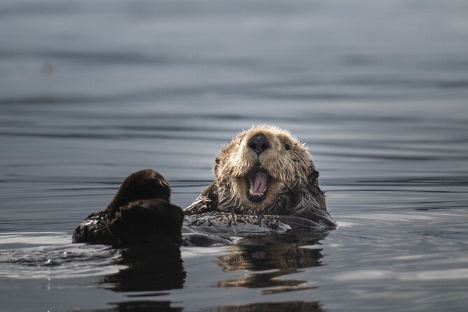 Sea Otter and Whale Watching Tour on Northern Vancouver Island - Lunch and hot drinks: how food fits into a whale-watch day