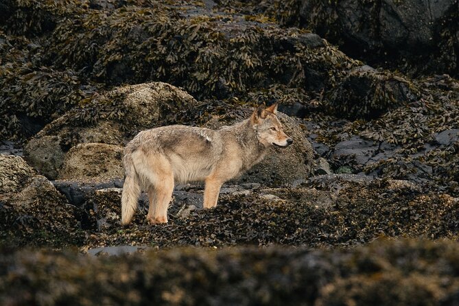 Sea Otter and Whale Watching Tour on Northern Vancouver Island - Price and value: is $283.89 worth it?